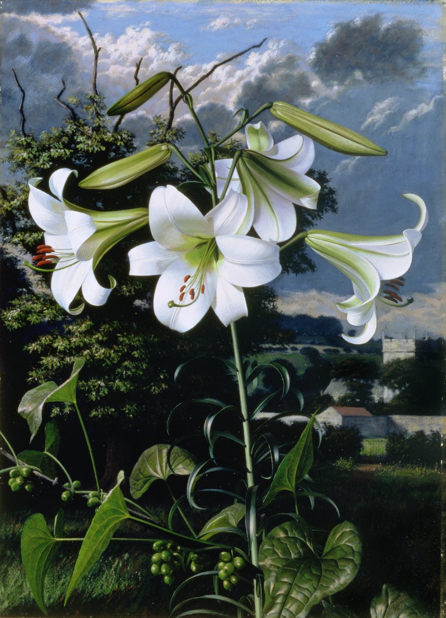 Lilium Emerald by Raymond Booth