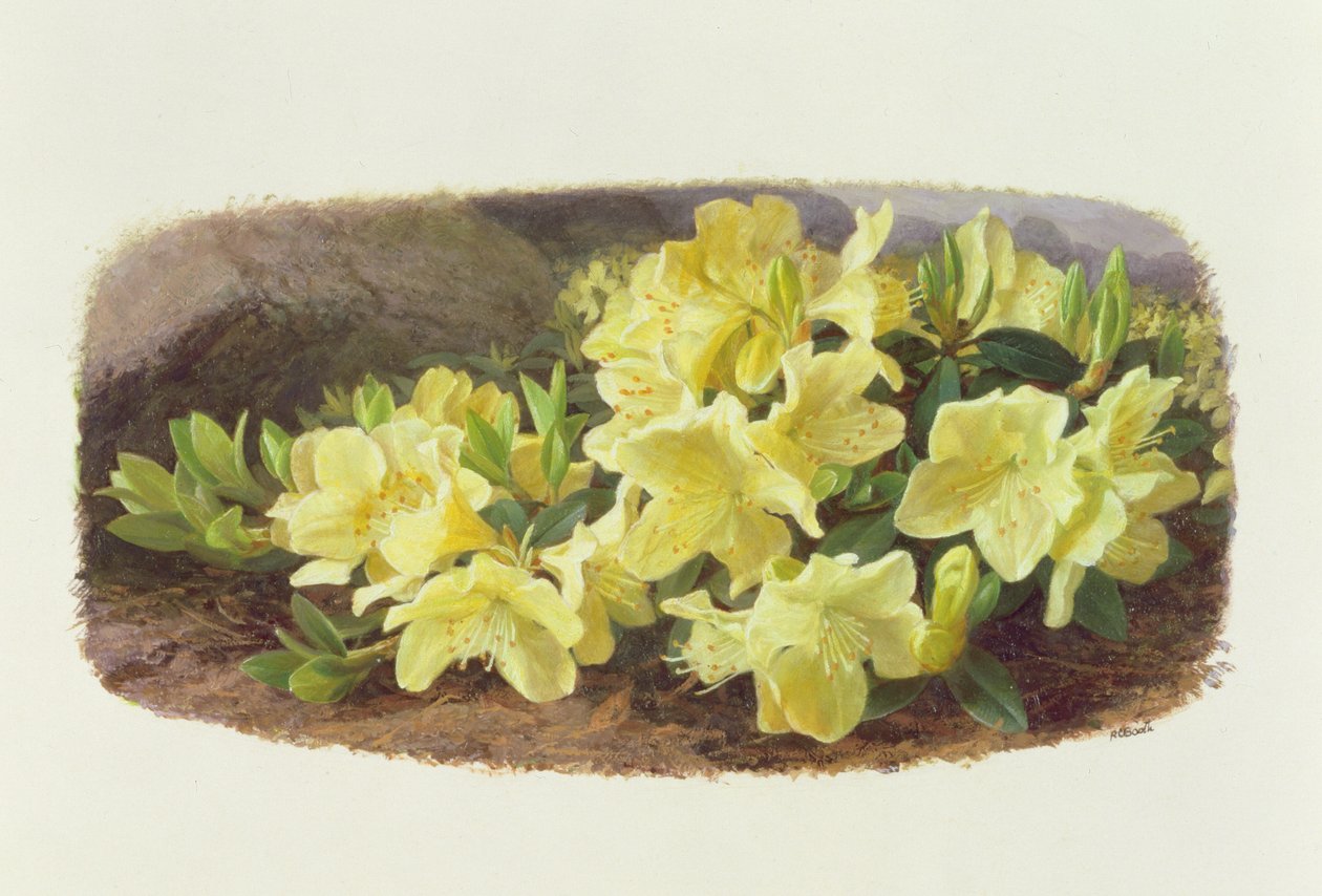 Rhododendron Keiski by Raymond Booth