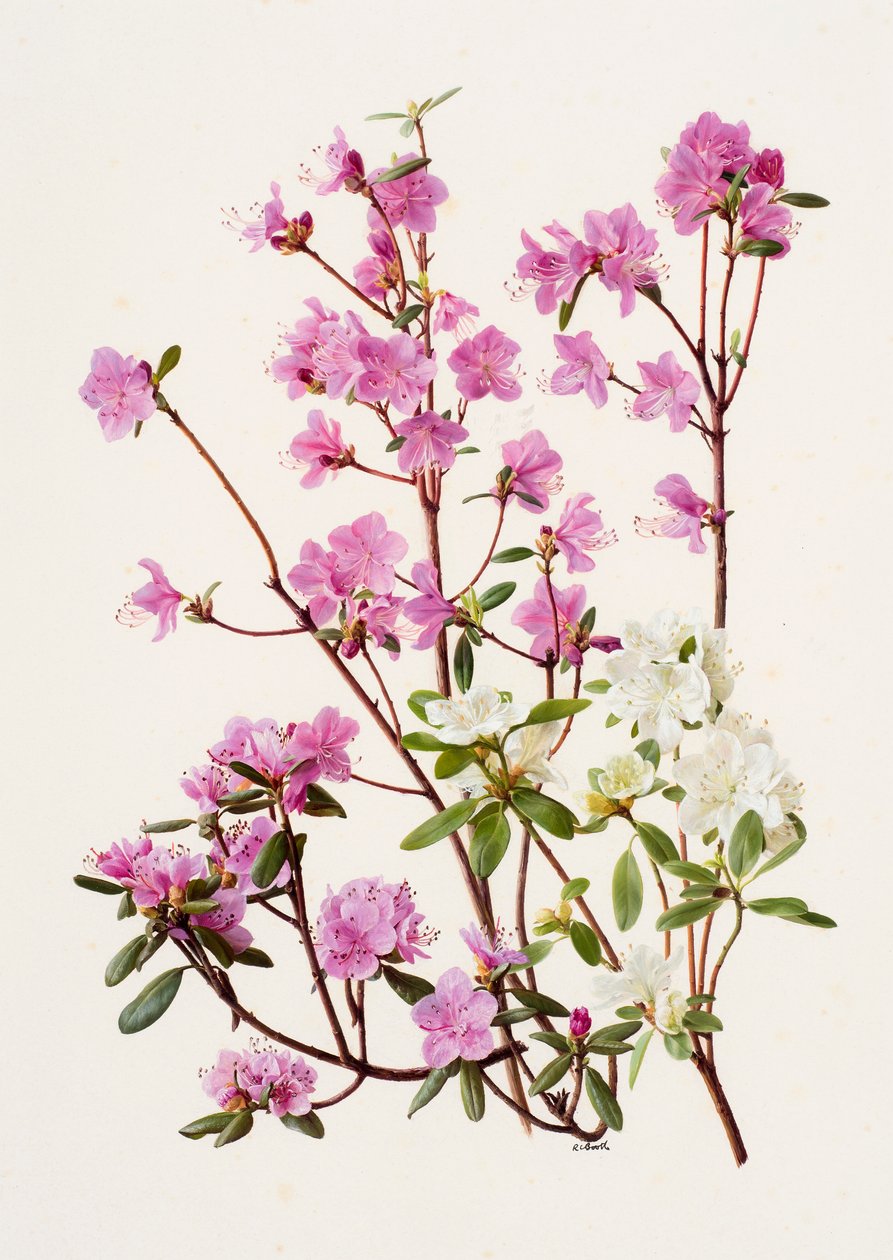 Rhododendron dauricum by Raymond Booth