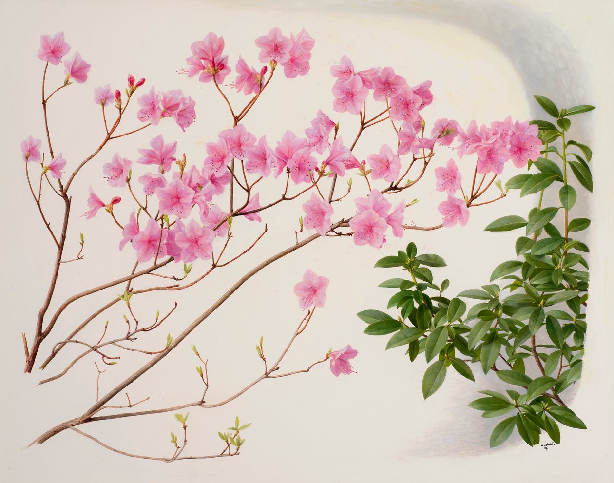 Rhododendron mucronulatum 