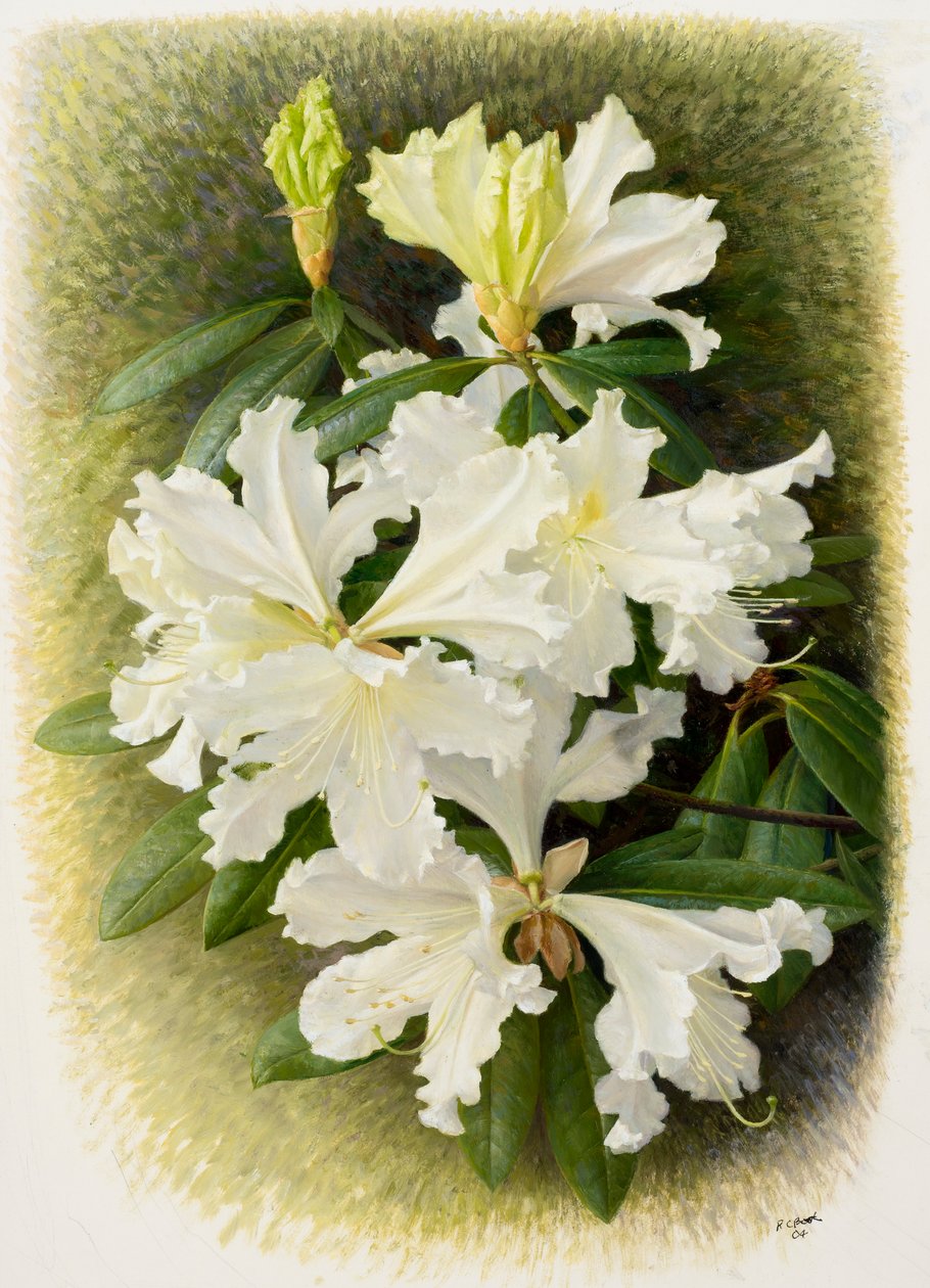 Rhododendron veitchianum, 2004 by Raymond Booth