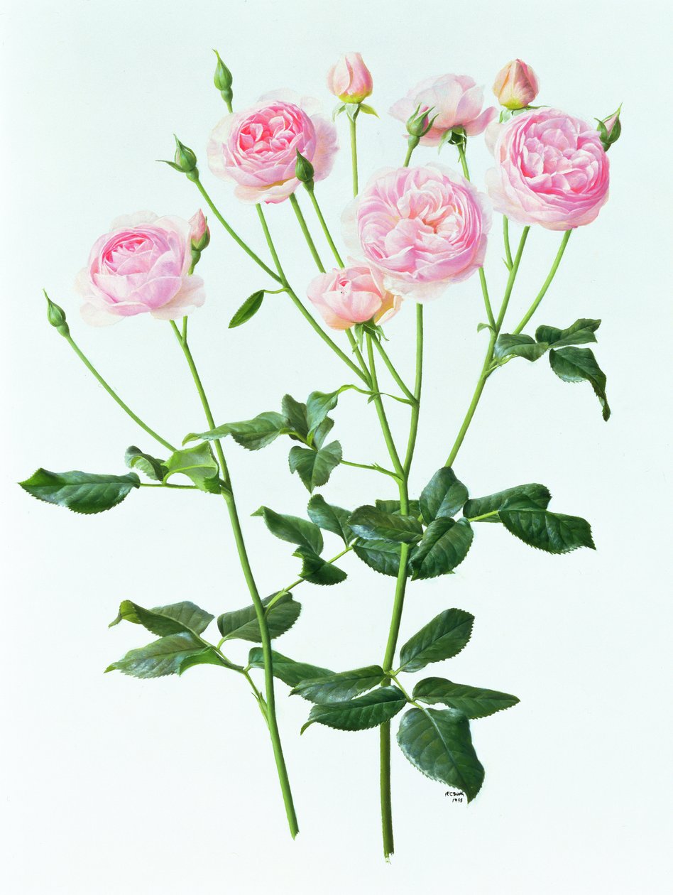 Rose 