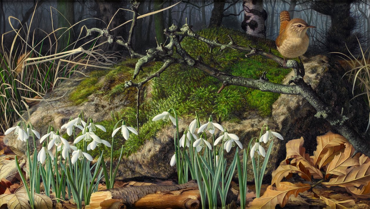 Snowdrops and Wren by Raymond Booth