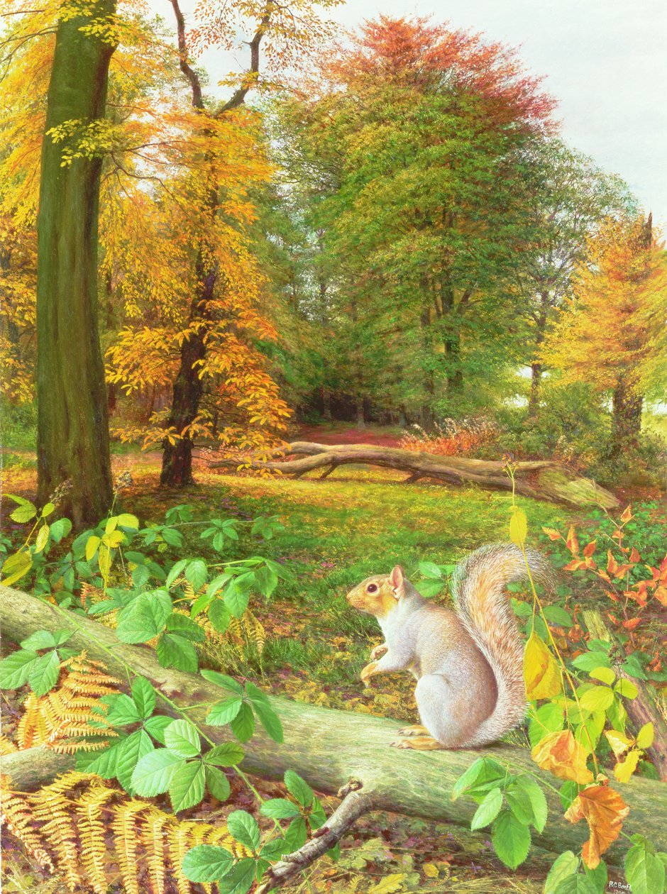 Squirrel on a Fallen Tree by Raymond Booth