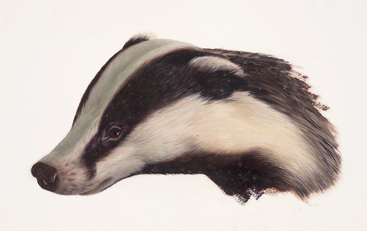 Study of a badger