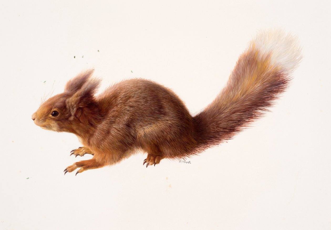Study of a red squirrel by Raymond Booth