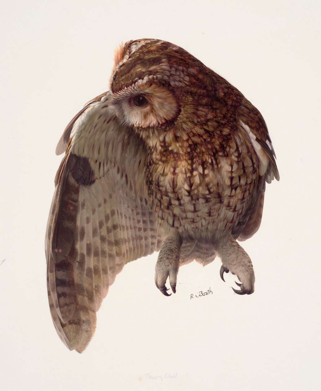 Study of a tawny owl by Raymond Booth