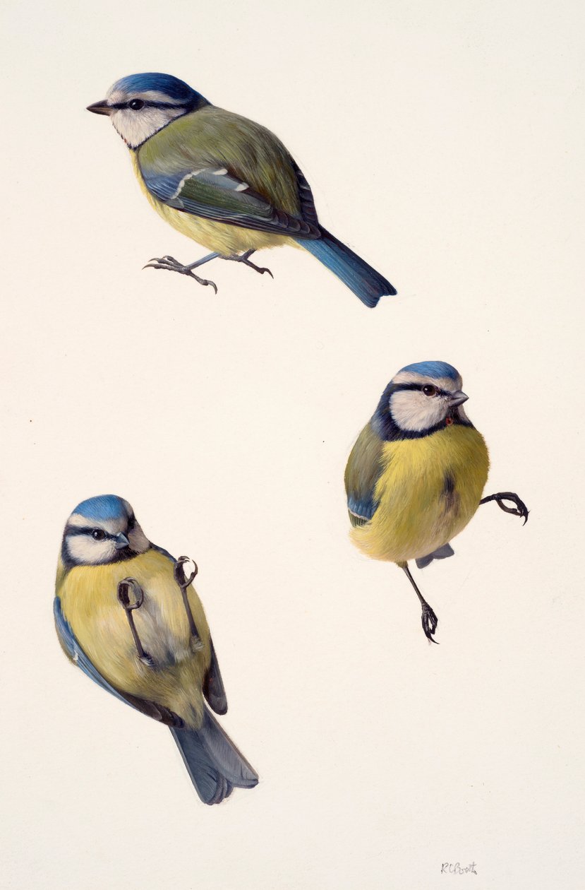 Three studies of a blue tit by Raymond Booth