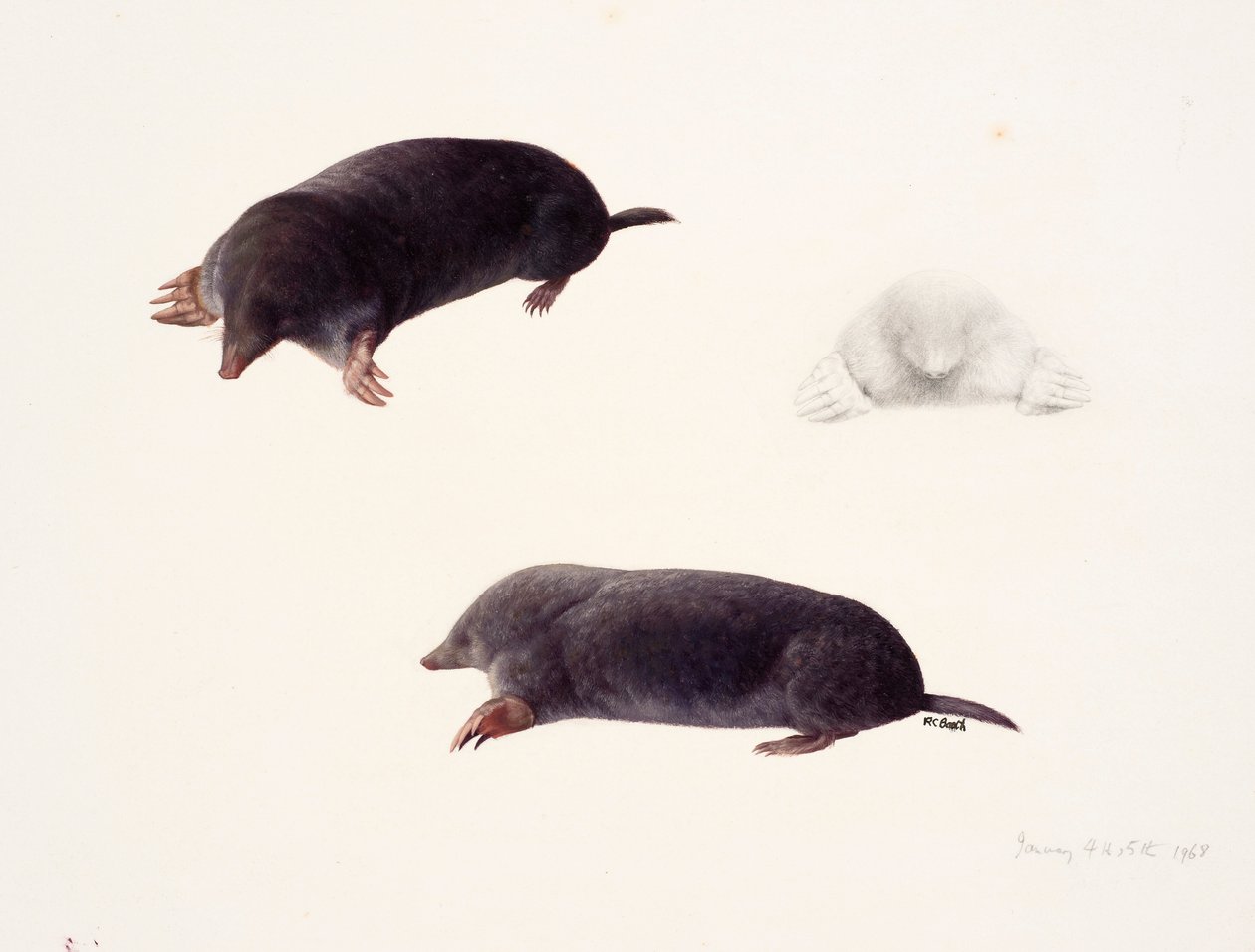 Three studies of a mole by Raymond Booth