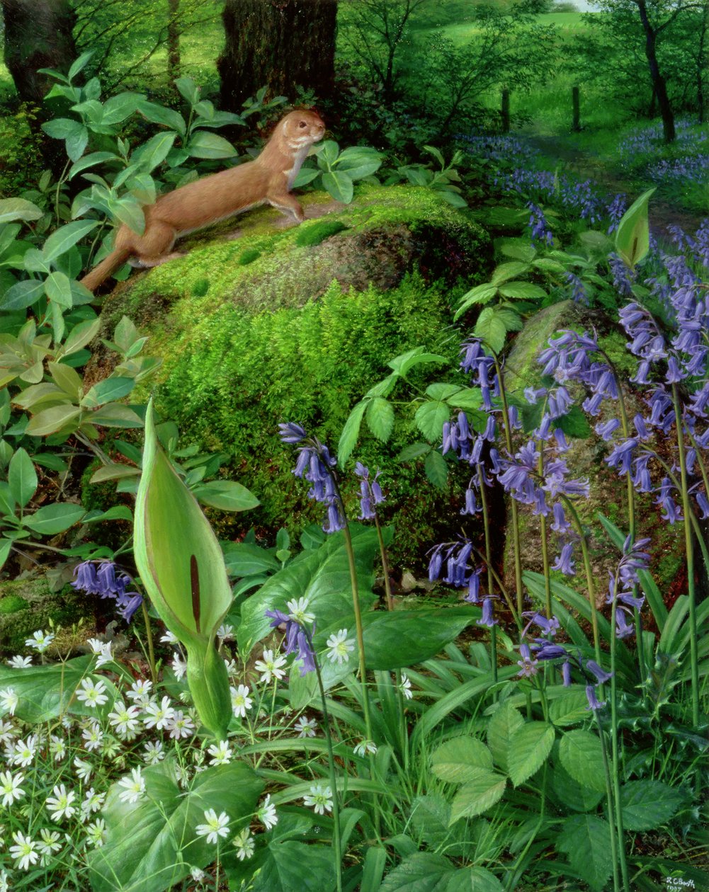 Weasel with Spring Flowers by Raymond Booth