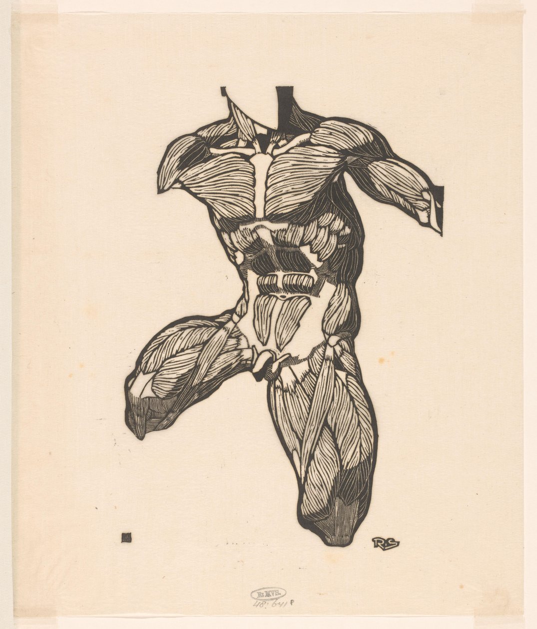 Anatomical Study of the Neck, Abdominal, and Thigh Muscles of a Man by Reijer Stolk
