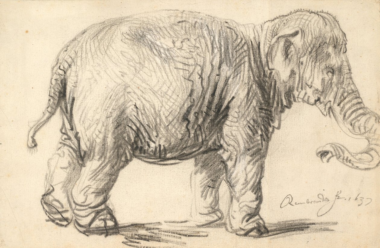 An Elephant by Rembrandt van Rijn