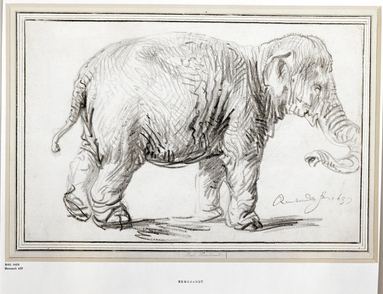 Elephant by Rembrandt Harmensz. van Rijn
