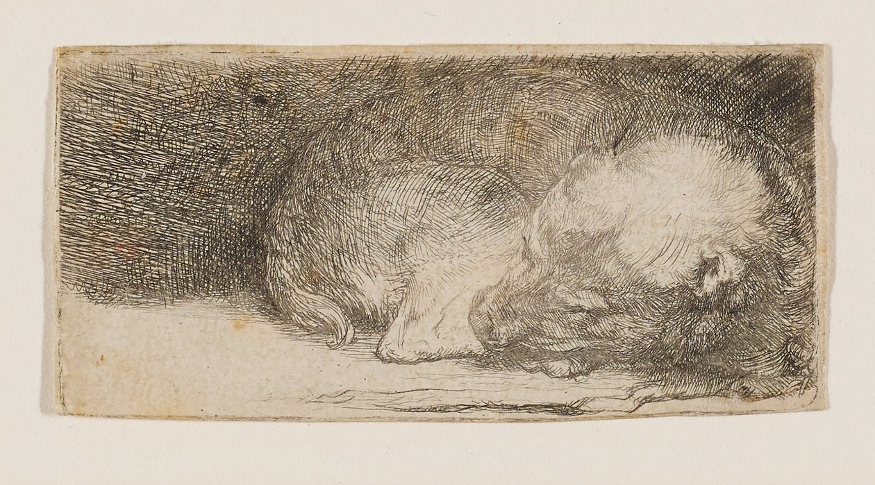 Sleeping Puppy by Rembrandt van Rijn