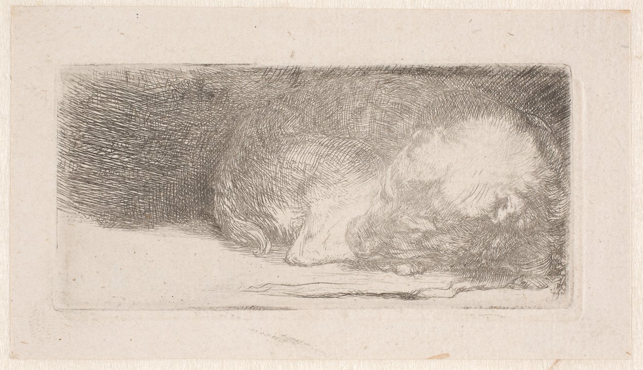 Sleeping Puppy by Rembrandt van Rijn