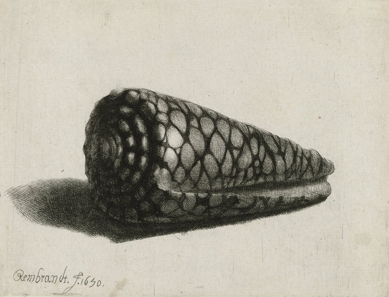 The Shell (Conus marmoreus) (1650) by Rembrandt van Rijn