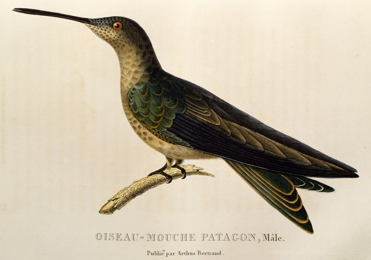 Giant Hummingbird (engraving) by René Primevère Lesson