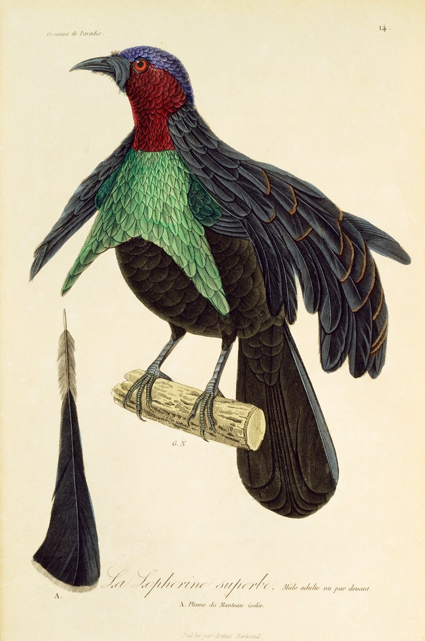 Adult Male of Superb Bird-of-Paradise, from Histoire naturelle des oiseaux de paradis et des epimagues by René Primevère Lesson