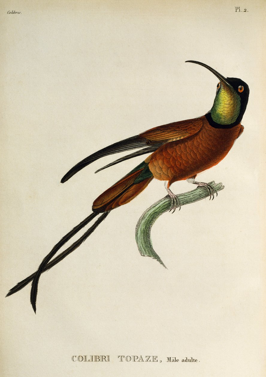 Crimson Topaz (Topaza pella) by René Primevère Lesson