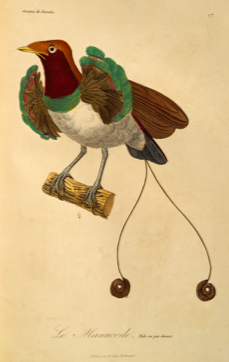 Male of King Bird-of-paradise (Cicinnurus regius), engraving from Histoire naturelle des oiseaux de paradis et des epimagues by René Primevère Lesson