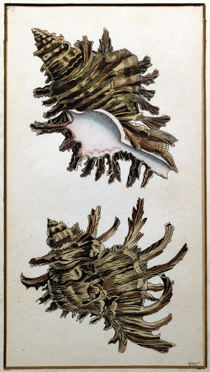 Conch Shell, published by Shaw by Richard Polydore Nodder