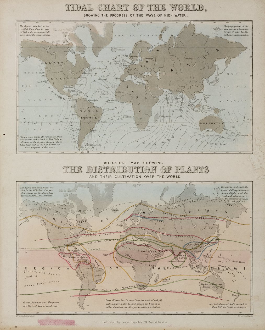 A Tidal Chart and a Map of the Distribution of Plants Across the World, c 1850 by John Pardon