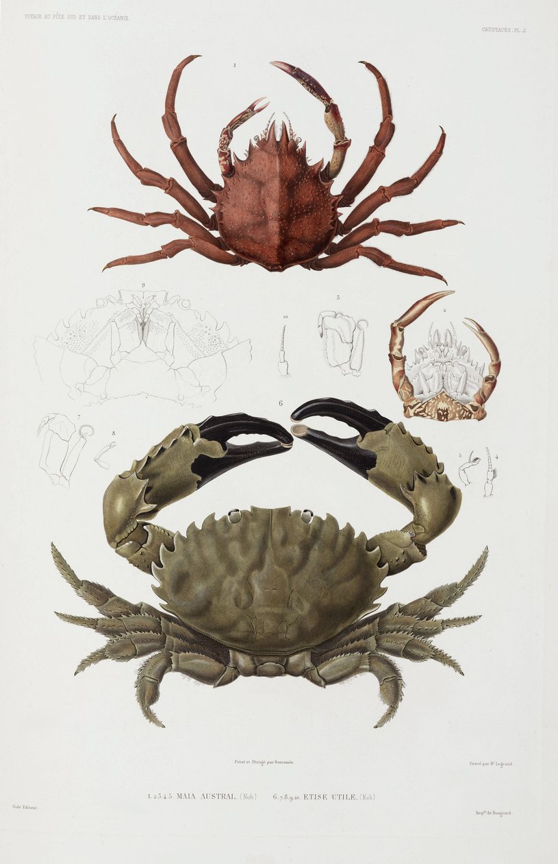 Two crabs by John Pardon