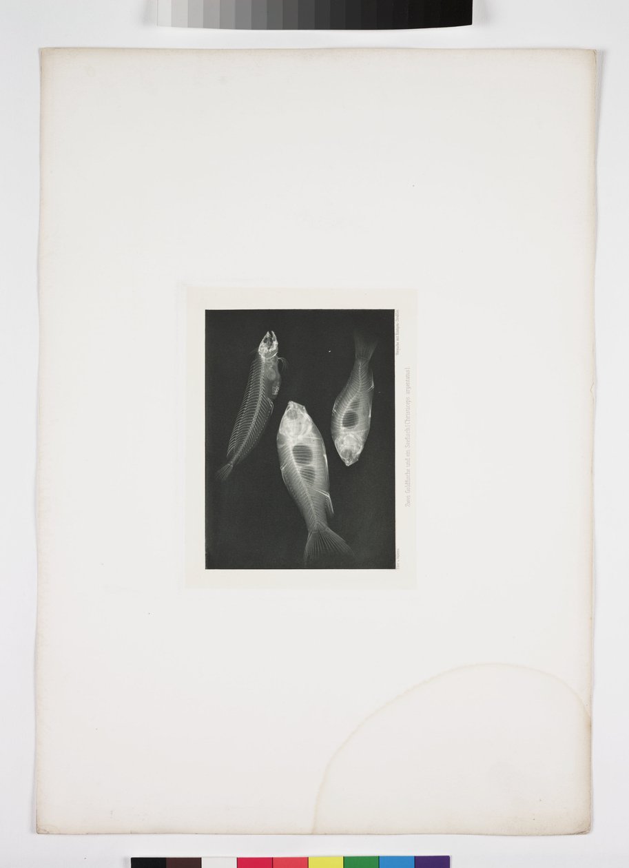 Diagnostic Radiology, X-rays of Fish by John Pardon