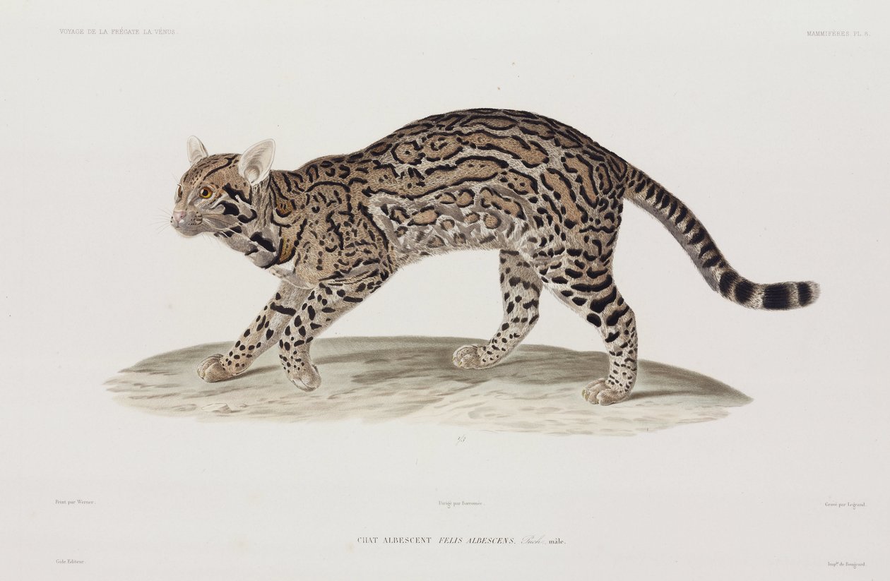 Ocelot, USA by John Pardon: Premium art reproduction