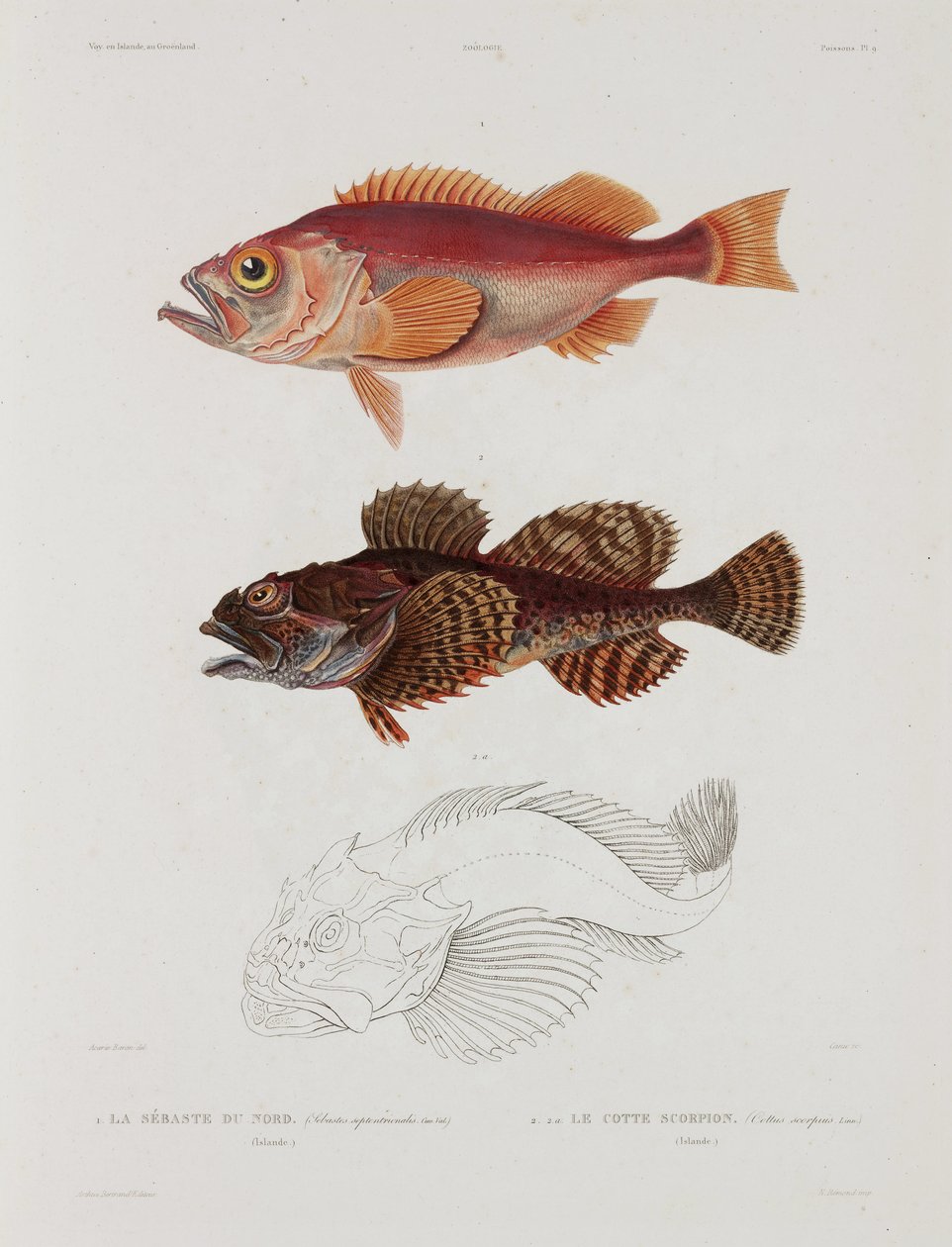 Two types of fish, Iceland, early 19th century