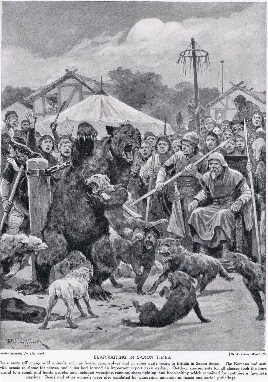 Bear baiting in Saxon times, from 