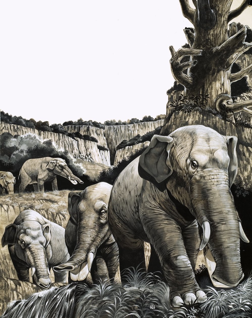 The Strange Amebelodon by Richard Hook