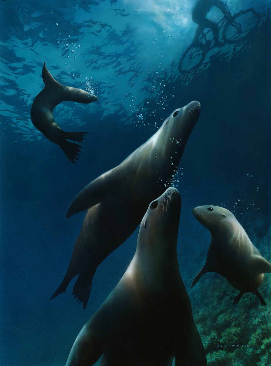 Sea Lions, 2004 by Rob Wood