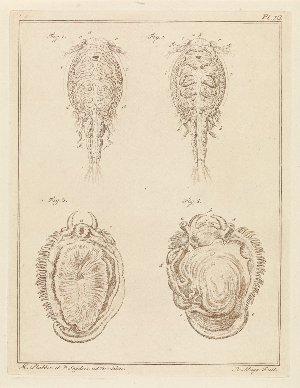 Crustacean and Mollusk by Robbert Muys