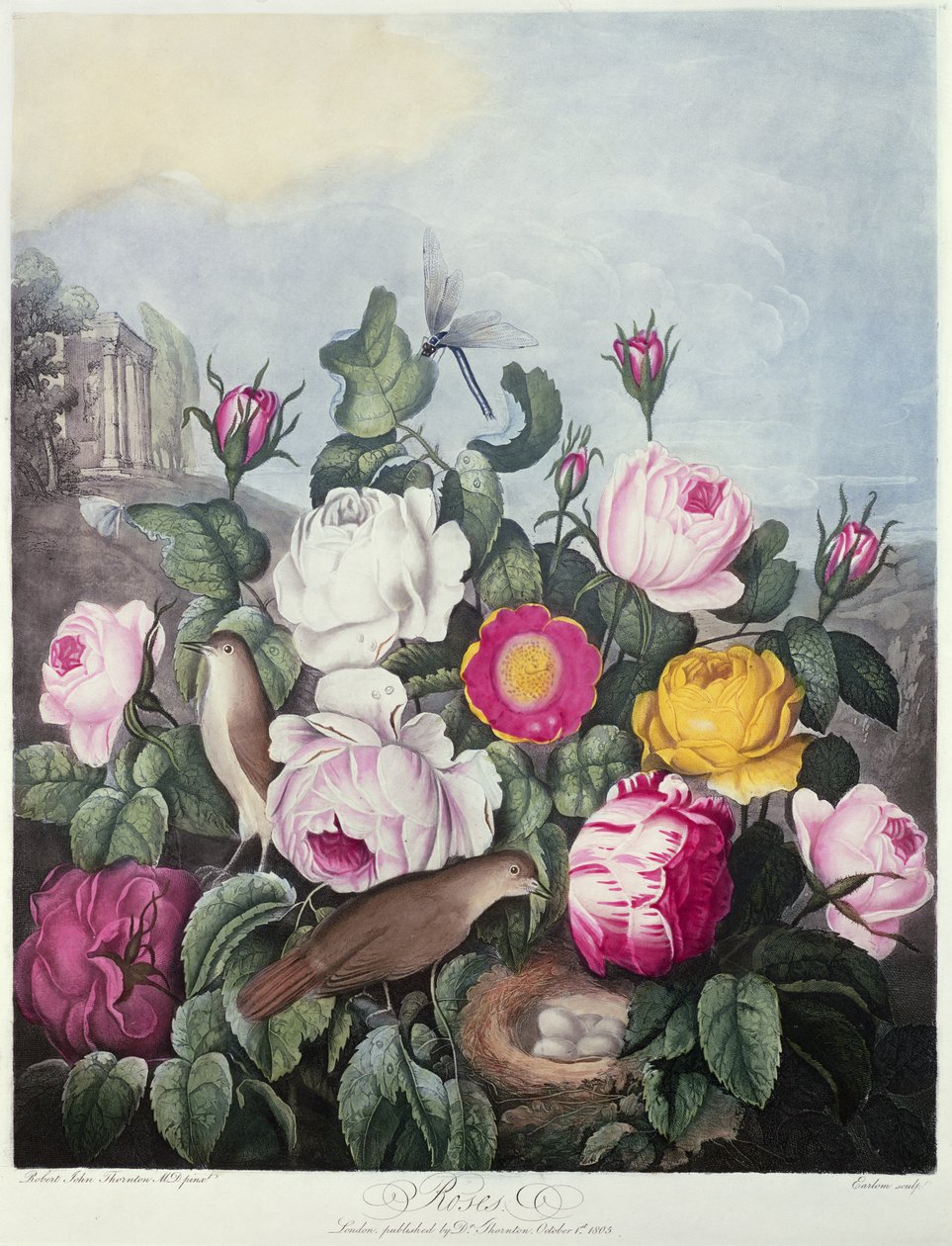 Roses, Engraved by Earlom from 