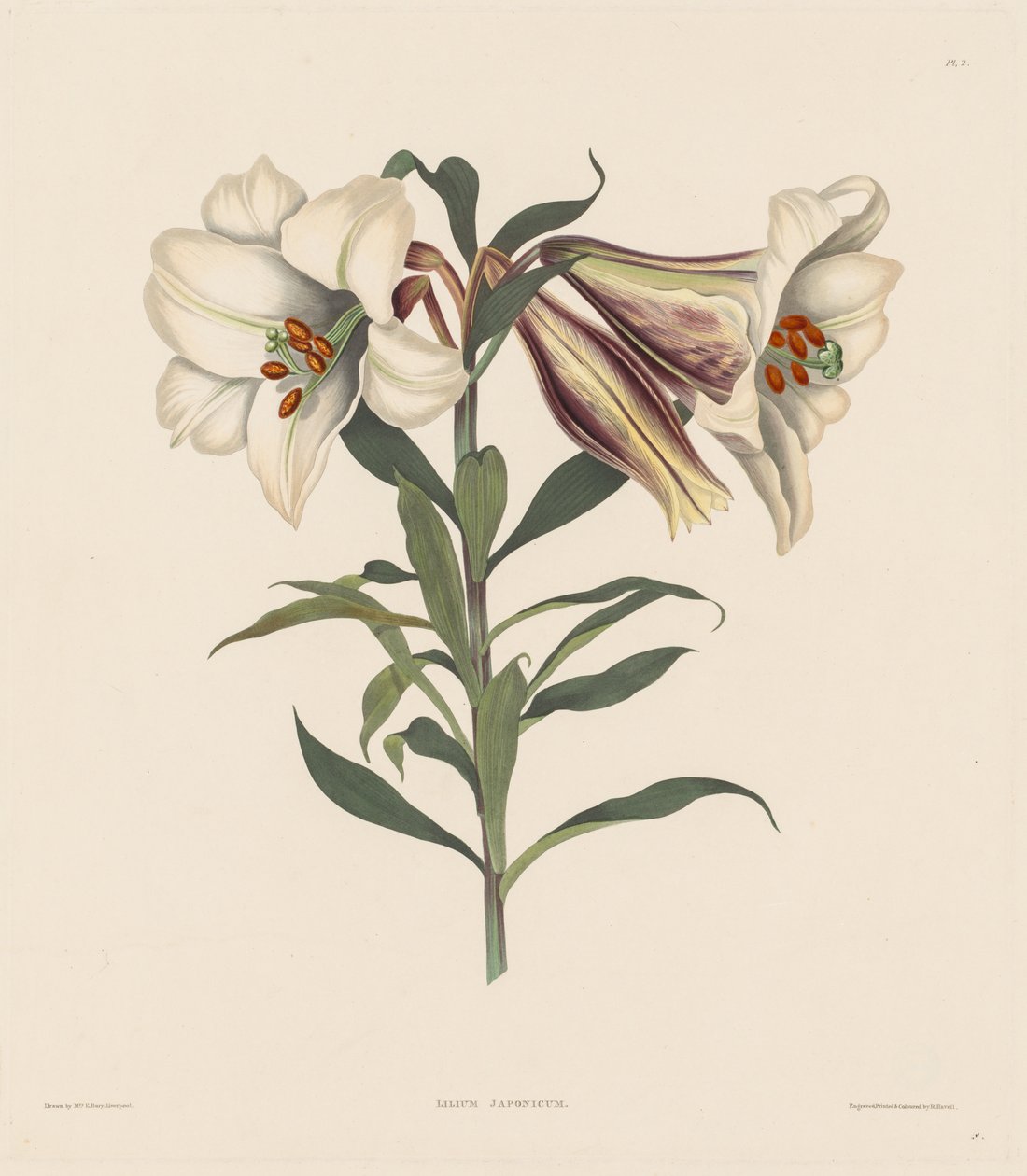 A Selection of Hexandrian Plants, Belonging to the Natural Order of Amaryllidae, 1831-1832 by Robert Havell