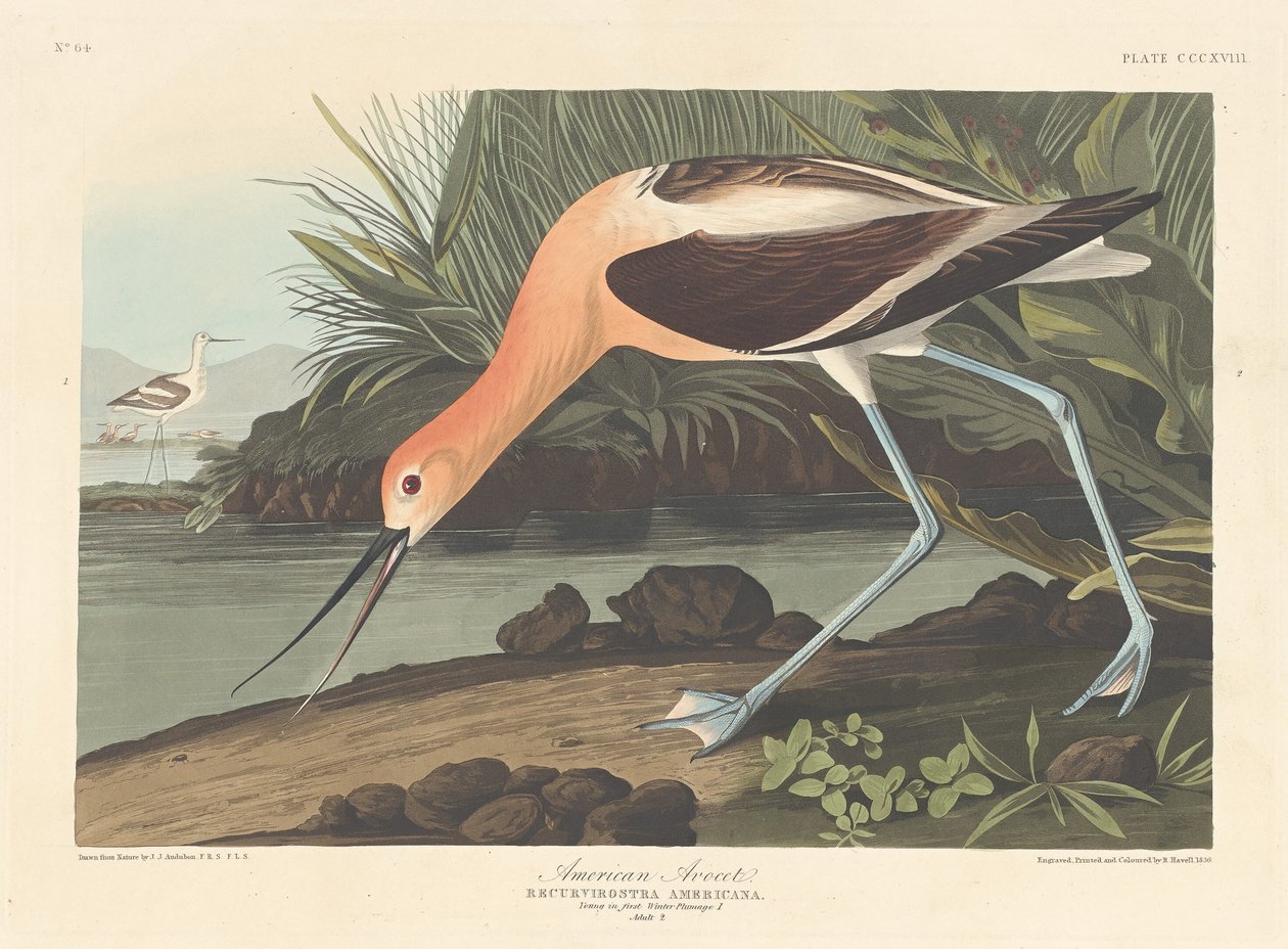 American Avocet, 1836 by Robert Havell