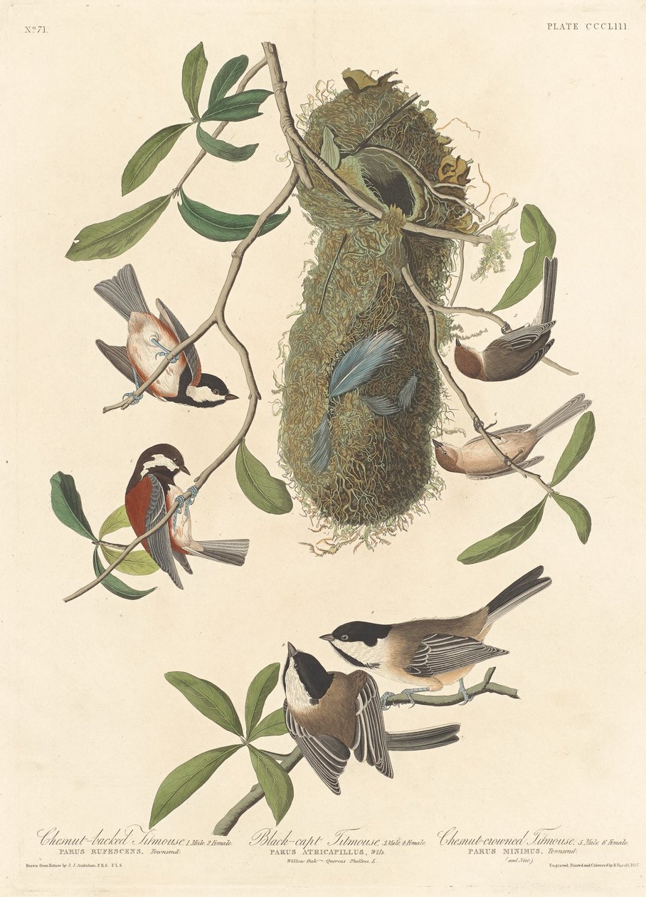 Chestnut-backed Titmouse, Black-capped Titmouse and Chestnut-crowned Titmouse by Robert Havell