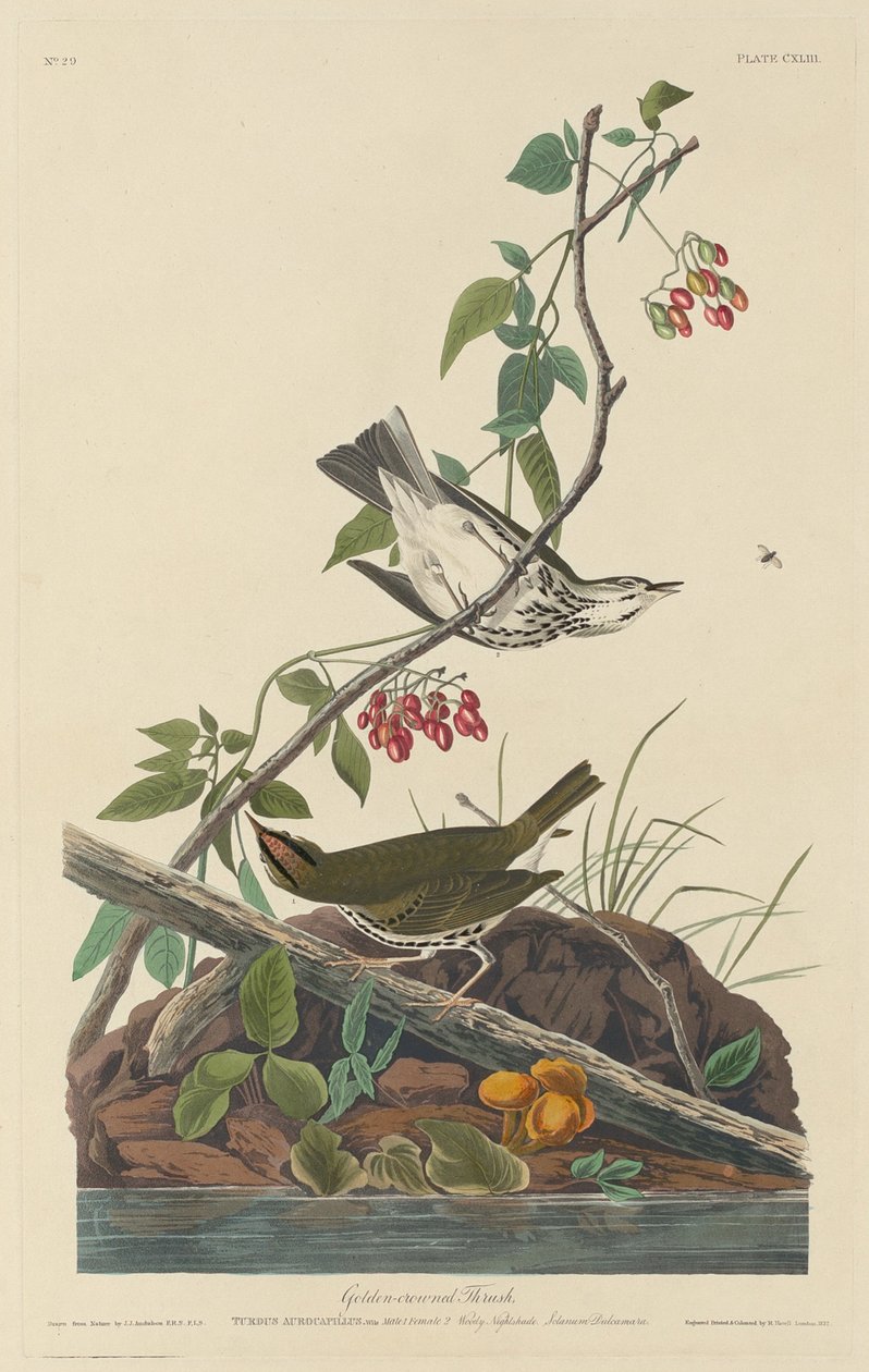 Golden-Crowned Thrush by Robert Havell