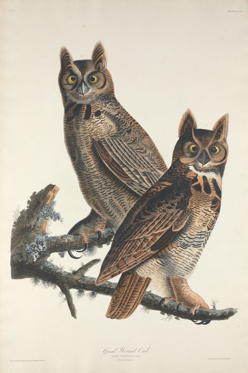 Great Horned Owl by Robert Havell