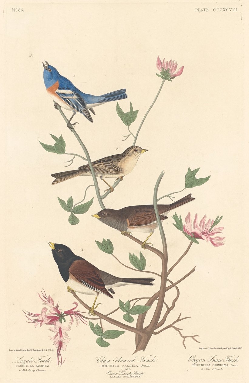 Lazuli Finch, Clay-colored Finch and Oregon Snow Finch by Robert Havell