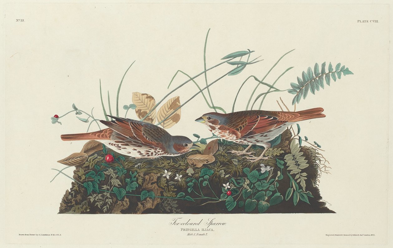 Two-colored Sparrow, 1831 by Robert Havell