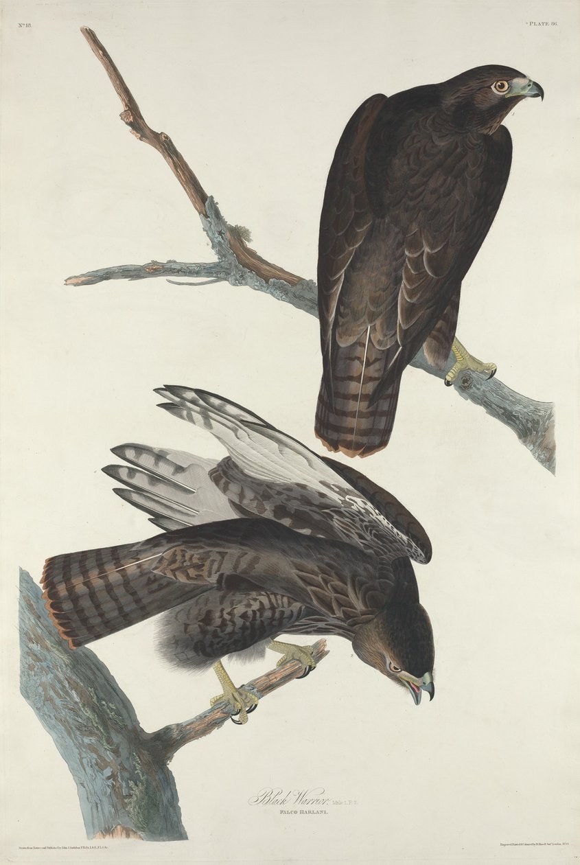 Black Warrior by Robert Havell after John James Audubon