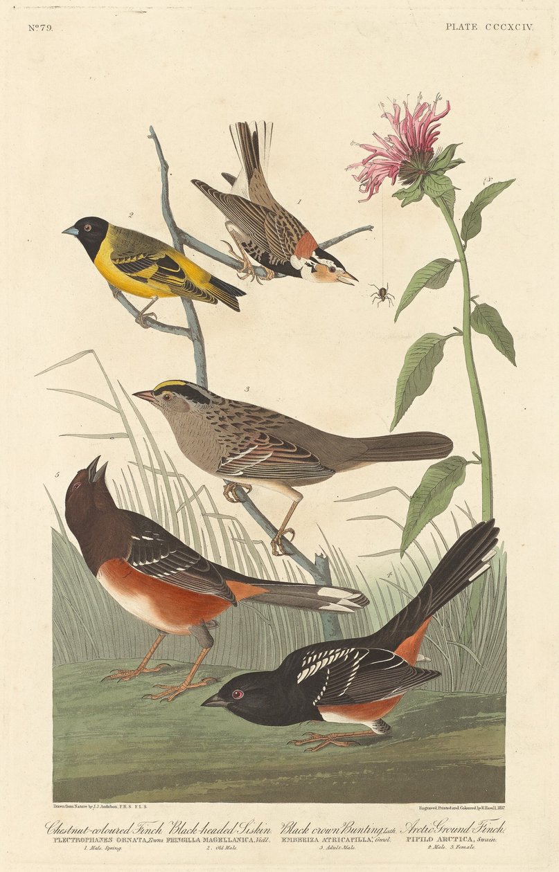 Chestnut-colored Finch, Black-headed Siskin, Black Crown Bunting and Arctic Ground Finch by Robert Havell after John James Audubon