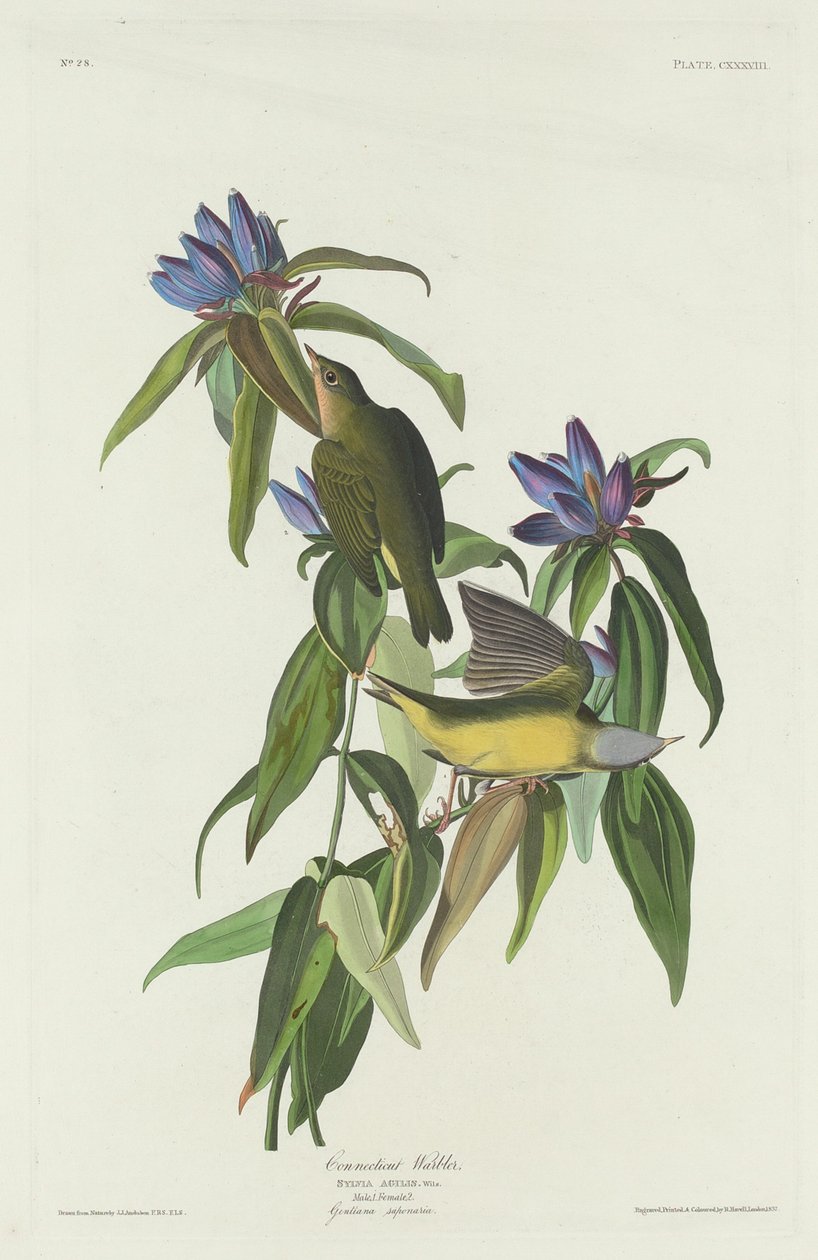 Connecticut Warbler by Robert Havell after John James Audubon