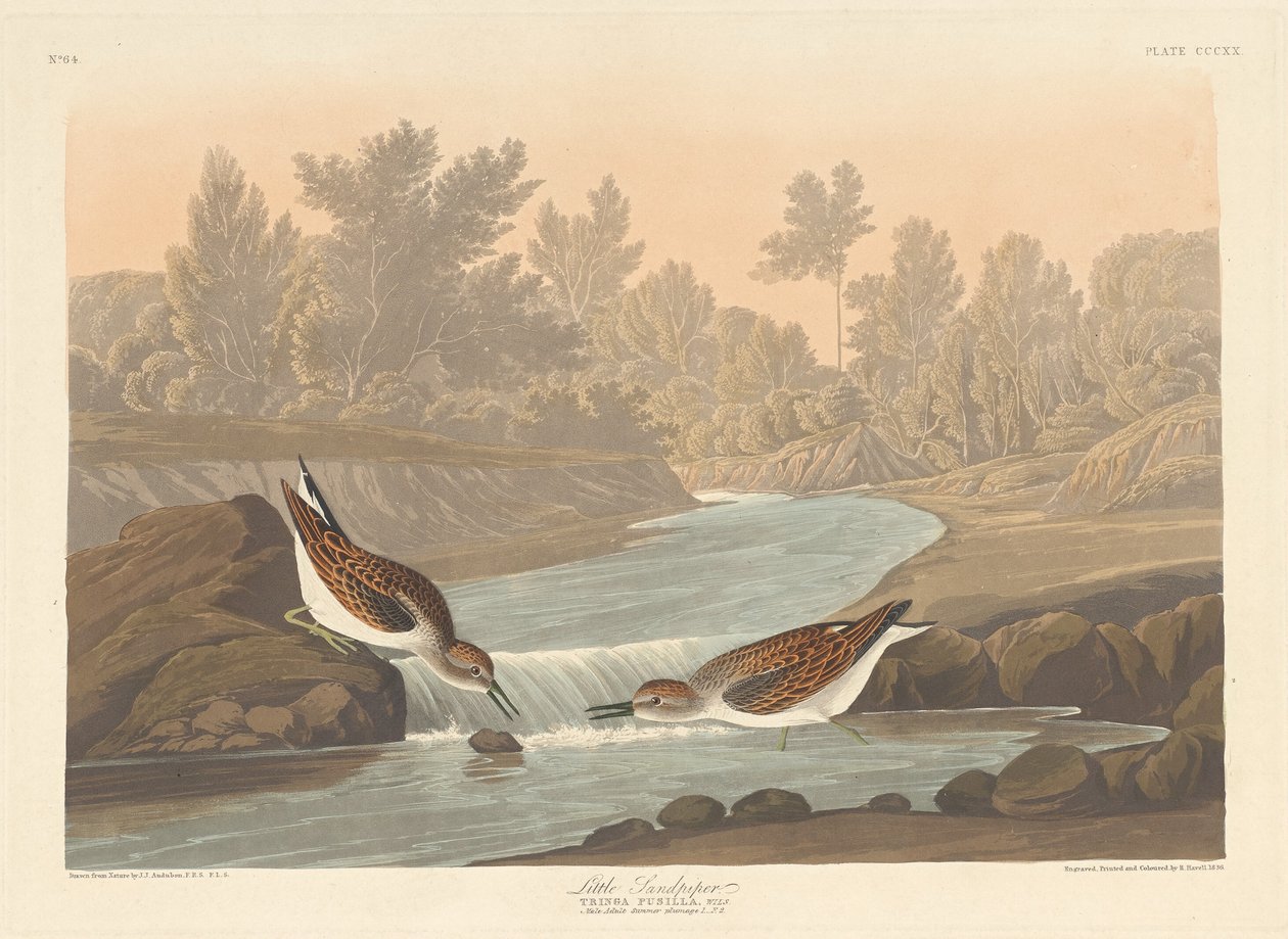 Little Sandpiper by Robert Havell after John James Audubon