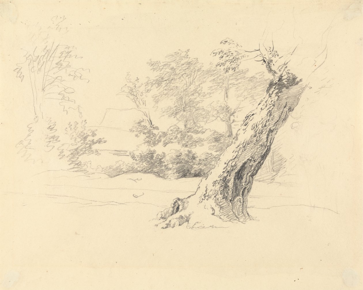 Tree Study by Robert Hills: Highest-quality art reproduction