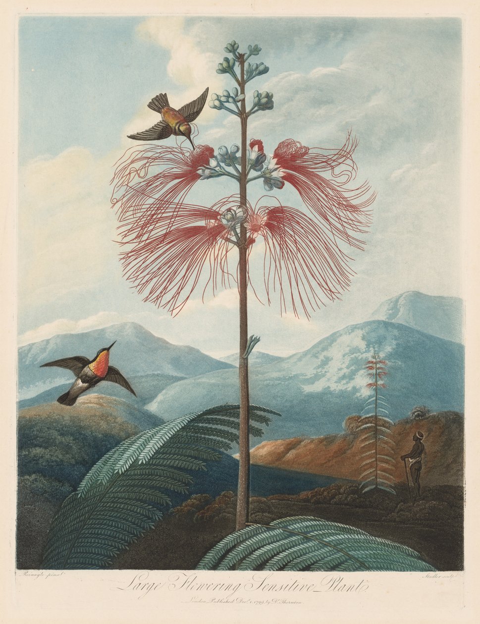 The Temple of Flora, or Garden of Nature Large Flowering