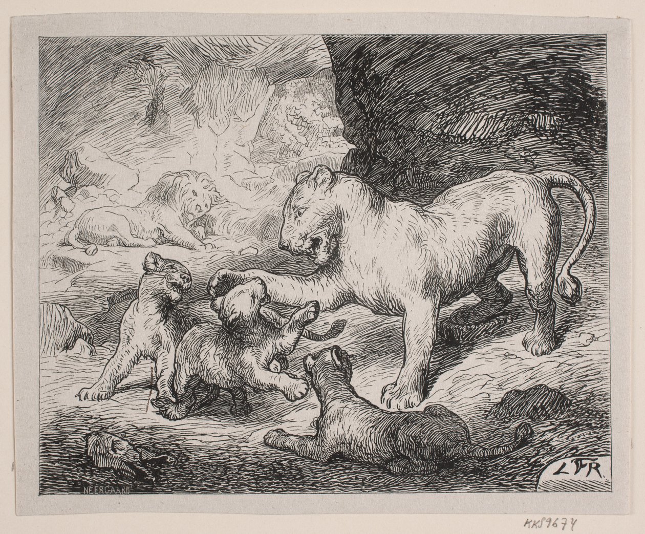 Lion Cubs. Illustration for Chr. Winther