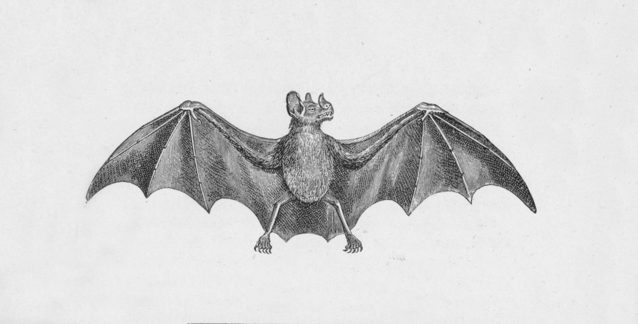 Vampire Bat by Robert Taylor Pritchett